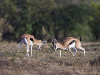 Thomson's gazelle fighting in Maasai Mara National Reserve