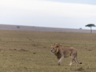 Lion male walking in Maasai Mara National Reserve