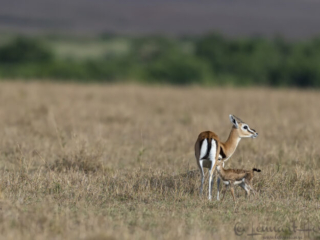 Thomson's Gazelle suckling in Maasai Mara National Reserve