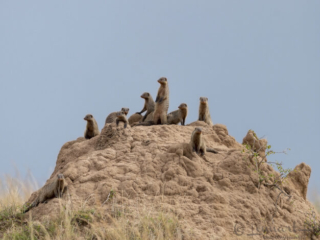 Banded Mongoose troop in Maasai Mara National Reserve
