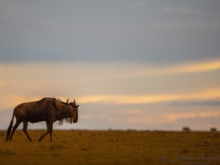 Blue wildebeest thunderstorm in Maasai Mara National Reserve