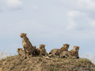 Cheetah family in Maasai Mara National Reserve