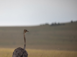 Ostrich female in Maasai Mara National Reserve