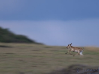 Topi calf at full speed in Maasai Mara National Reserve