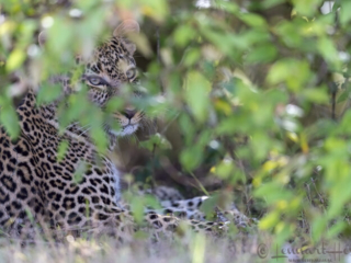 Leopardess eyes in Maasai Mara National Park