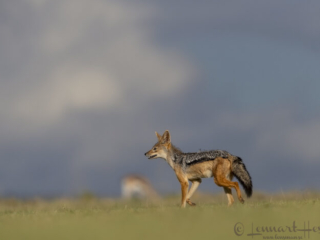 Black-backed Jackal in Maasai Mara National Reserve