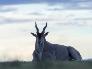 Eland bull in Maasai Mara National Reserve
