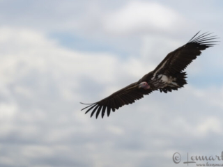 Lappet-faced Vulture in Maasai Mara National Park