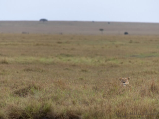 Lioness in the grass in Maasai Mara National Park