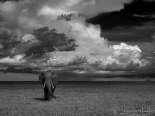 African elephant in Maasai Mara National Reserve