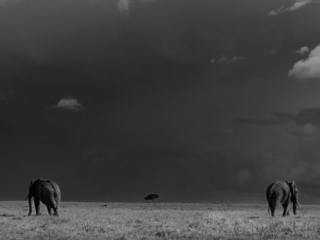 African elephants trio in Maasai Mara National Reserve