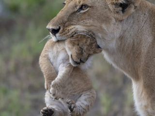 Female lion carrying cub in Maasai Mara National Reserve