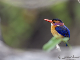 Malachite Kingfisher in Maasai Mara National Reserve