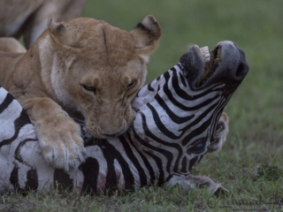 Lioness killing Zebra in Maasai Mara National Reserve