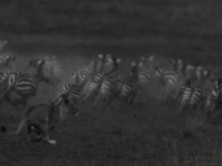 Lioness hunting in Maasai Mara National Reserve