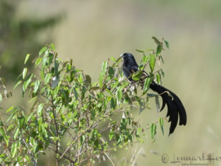 Jackson's Widowbird in Maasai Mara National Reserve