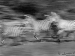 Zebras at crossing in b&amp;w in Maasai Mara National Reserve