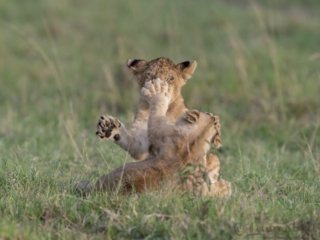 Lion cubs smack in Maasai Mara National Reserve