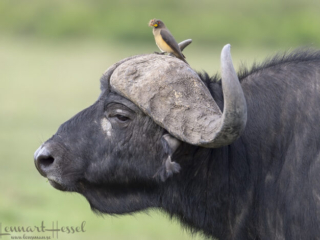 Yellow-billed Oxpecker in Maasai Mara National Park