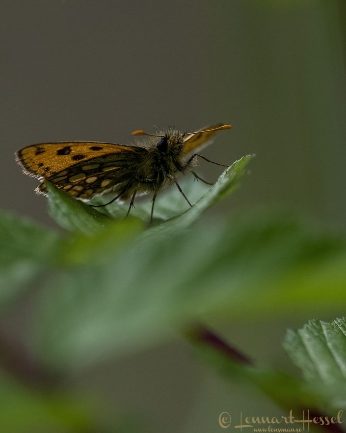 Northern chequered skipper Sweden
