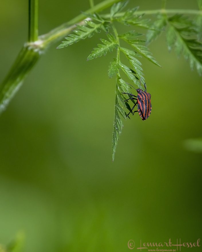 Striped bug Sweden