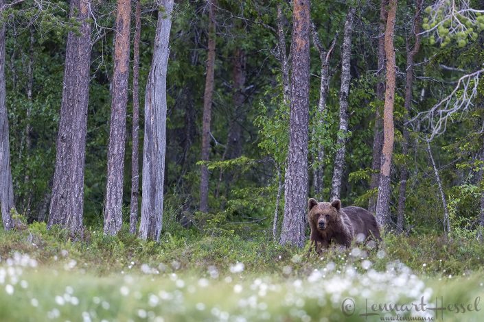 Brown bear cotton grass Sweden