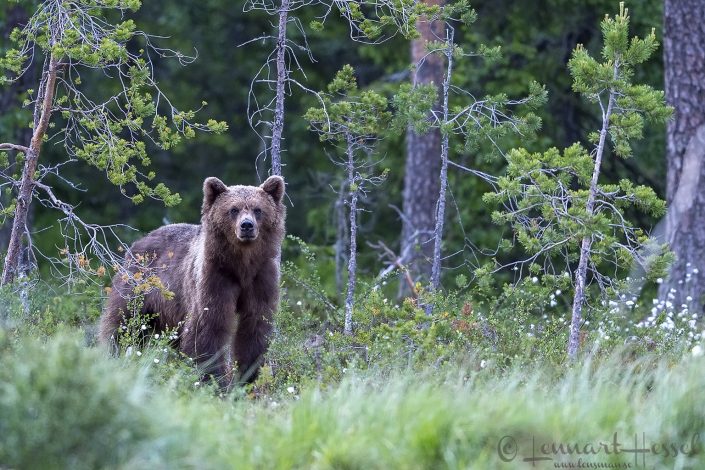 Brown bear looking Sweden