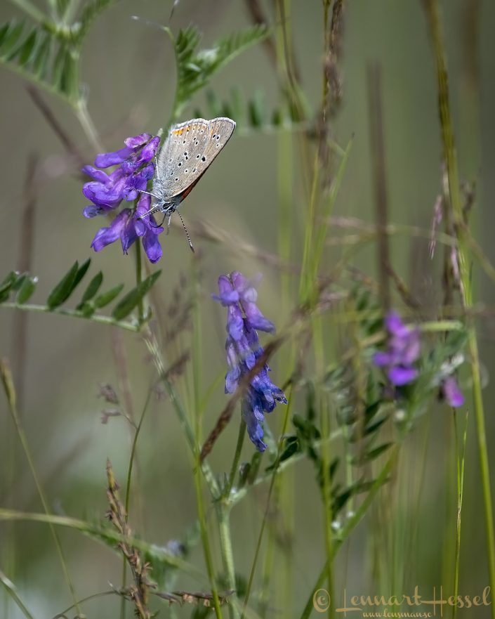 Purple-edged copper Sweden