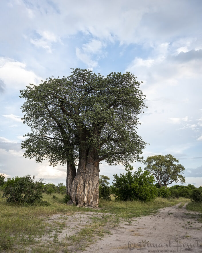 Baobab with leaves, Savute