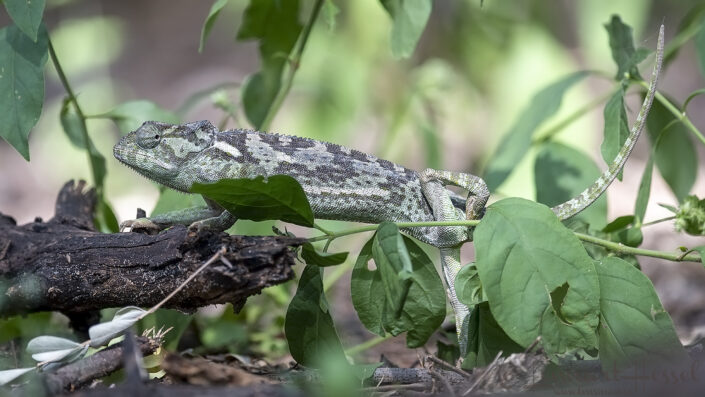 Flap-necked chameleon in Savute