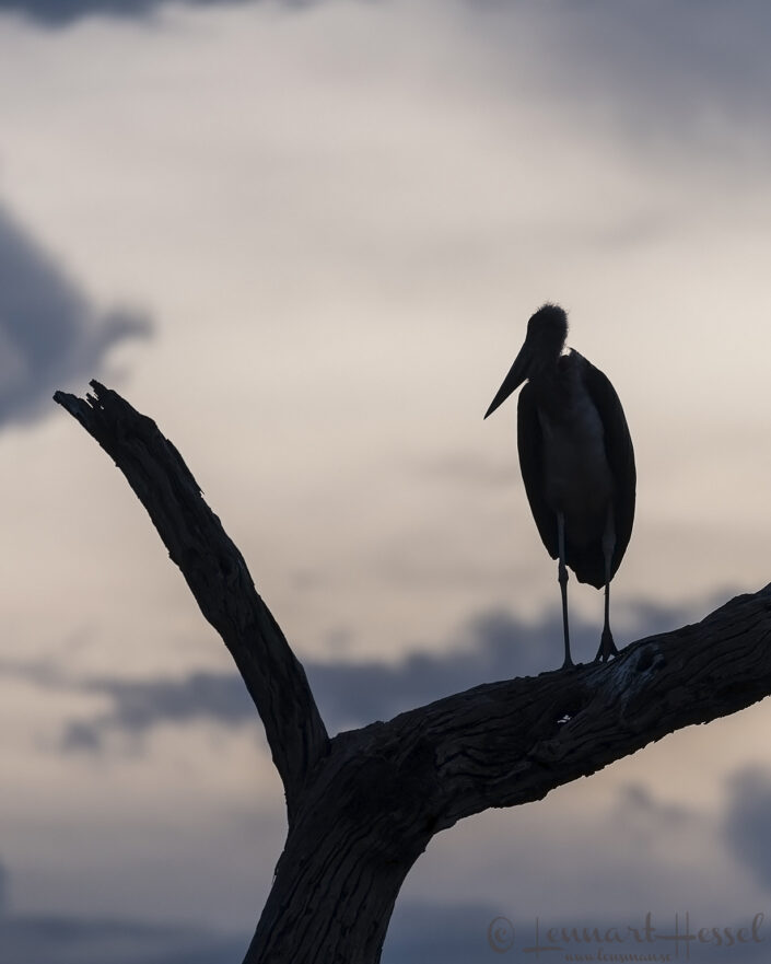 Marabou Stork in Savute