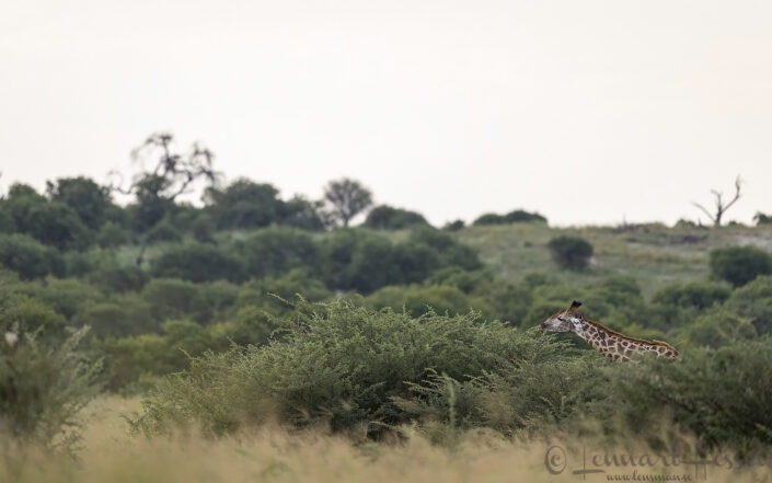 Southern Giraffe in Savute
