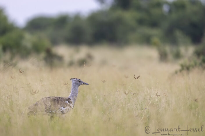 Kori Bustard in high grass, Savute
