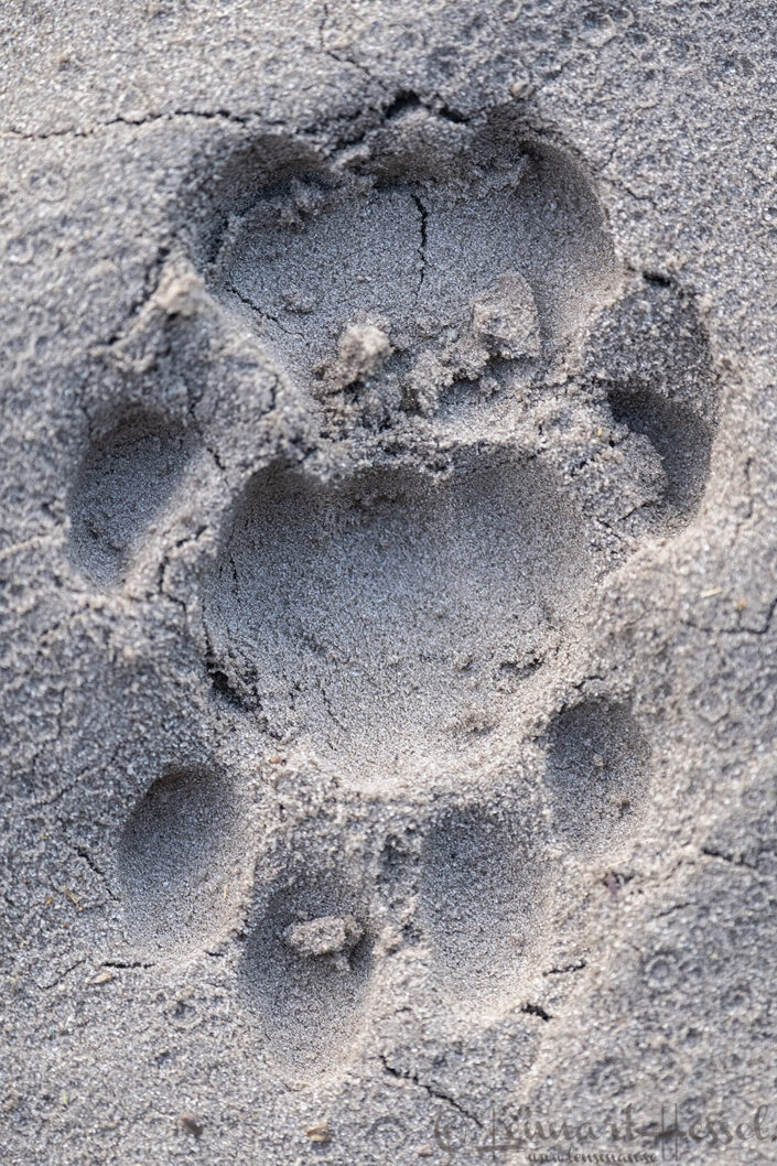 Leopard track, Savute