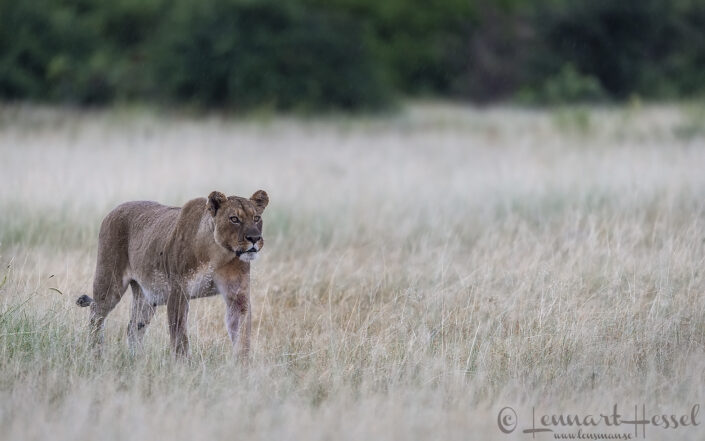 Lioness walking, Savute
