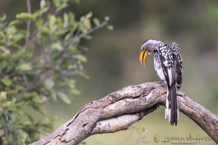 Yellow-billed Hornbill displaying, Savute