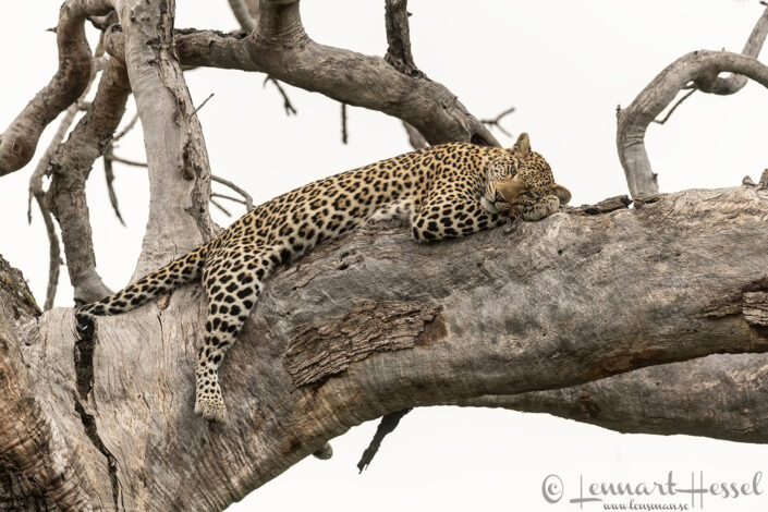 Leopardess in a tree, Savute