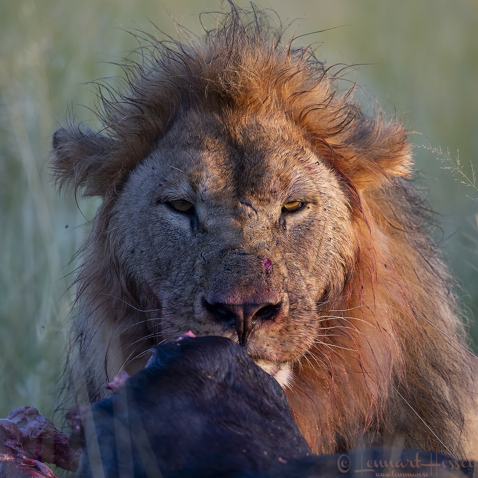 Lion Sekoti, Savute