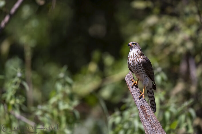 Little Sparrowhawk, Savute