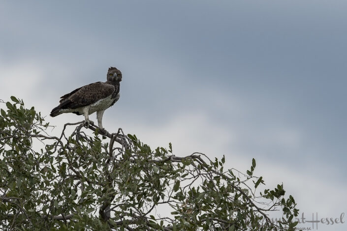 Martial Eagle, Savute