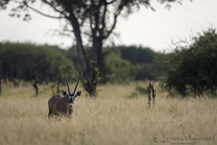 Oryx, Savute