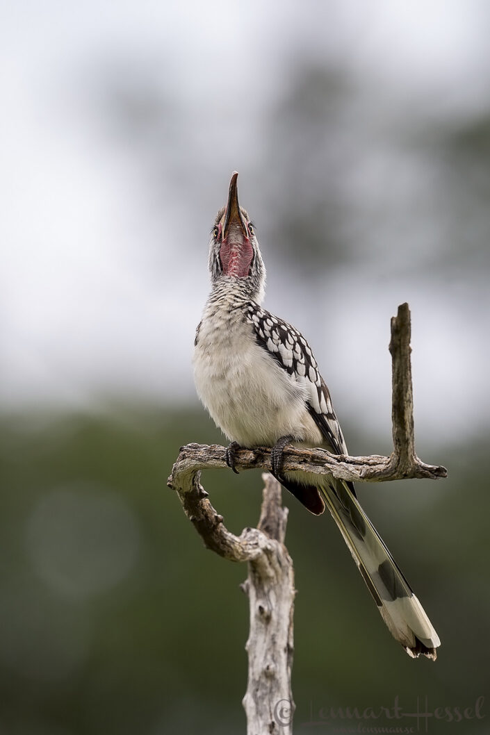 Southern Red-billed Hornbill, Savute
