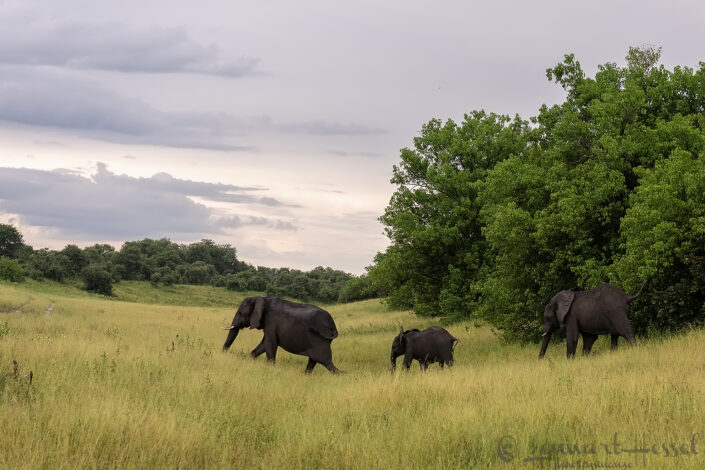 African Savanna Elephants in the Savute channel