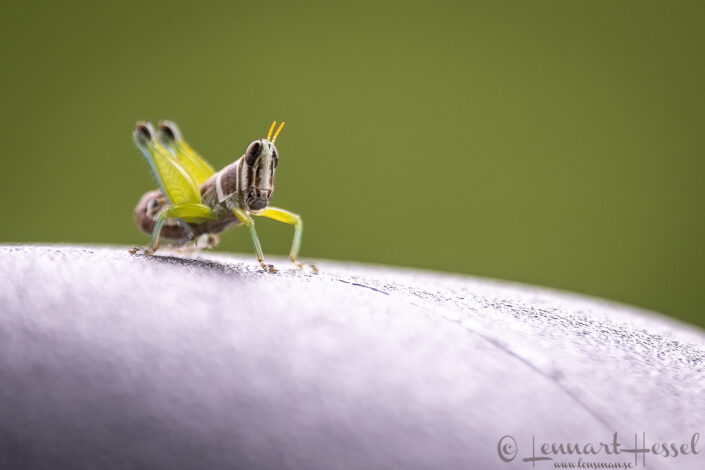 Grasshopper, Savute