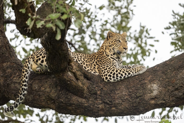 Leopard male in a tree, Savute