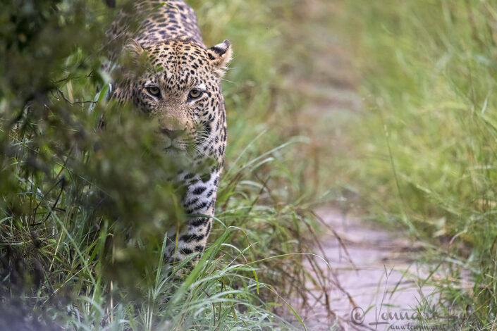 Leopard male walking look, Savute