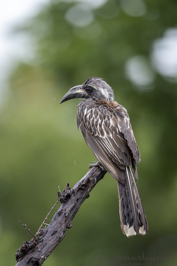 African Grey Hornbill, Savute