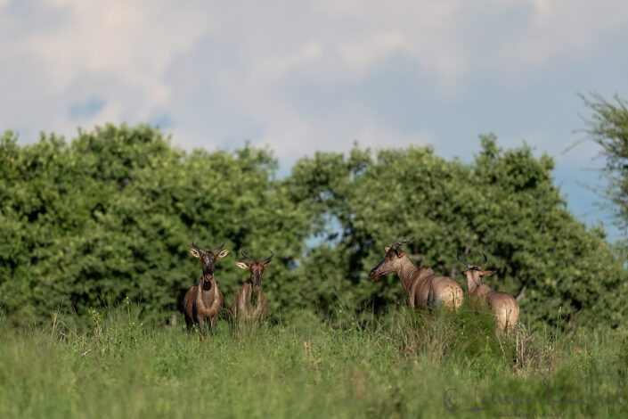 Common tsessebe, Savute