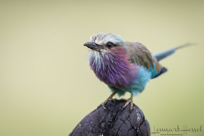 Lilac-breasted Roller, Savute