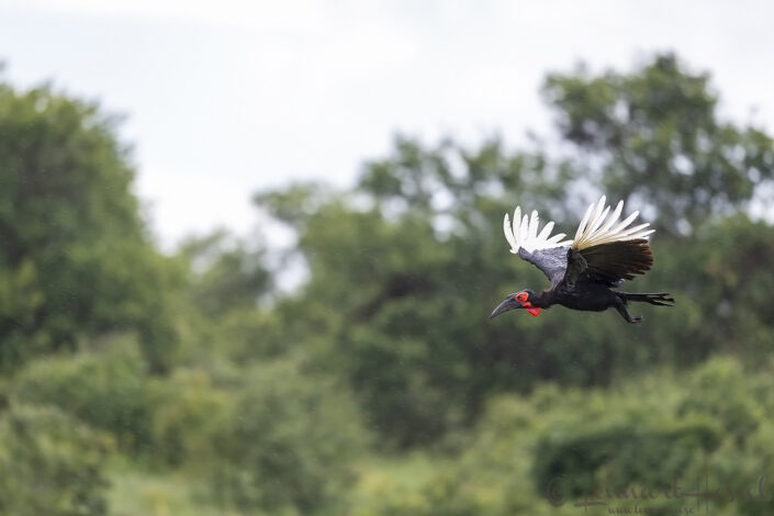 Southern Ground Hornbill, Savute